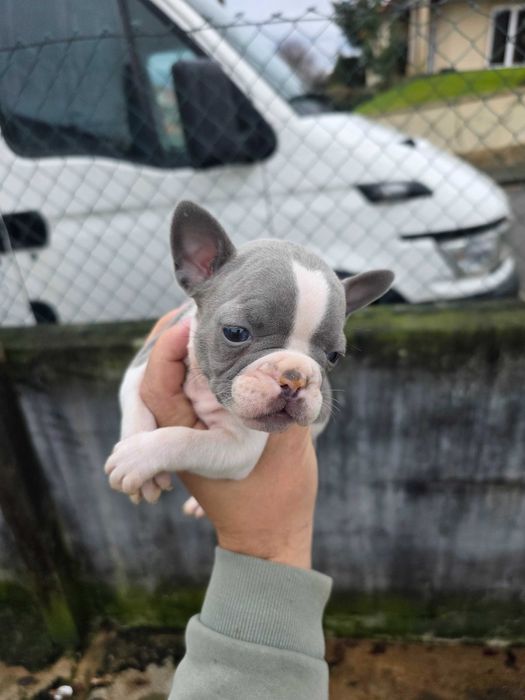 Bulldog frances blue pied femea
