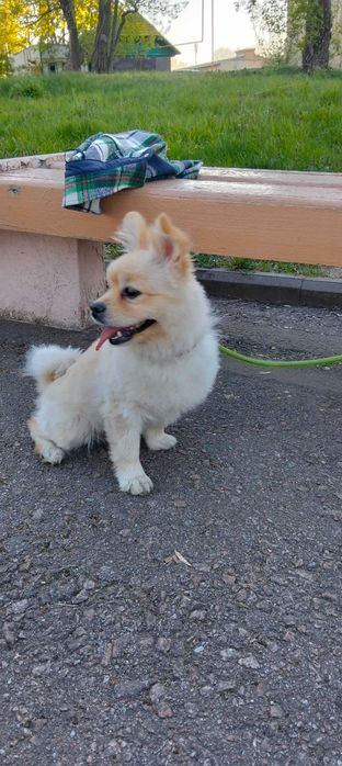Отдам безкоштовно