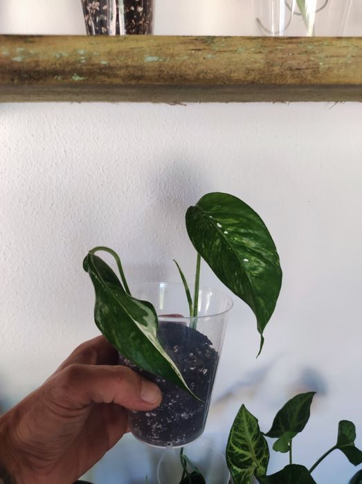 Epipremnum pinnatum albo variegata