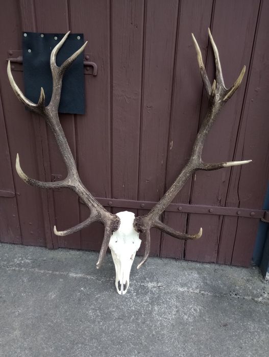 Poroże jelenia - wieniec 14-tak 8,50 kg