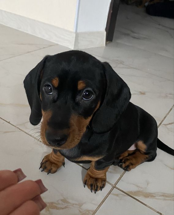 Чорно підпала такса. Дівчинка шукає сімʼю