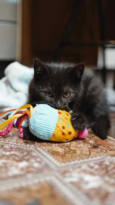 Oddam za darmo | Czarny Kotek na szczęście