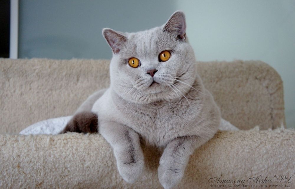 Kotka brytyjska niebieska