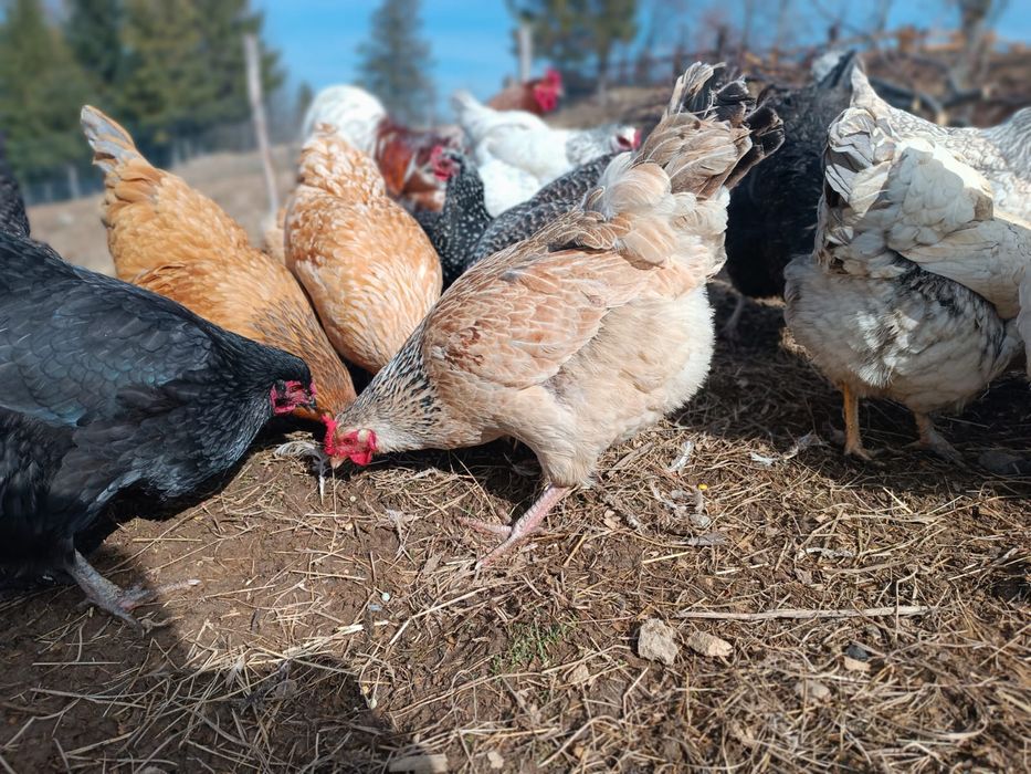 Jaja swojskie ekologiczne