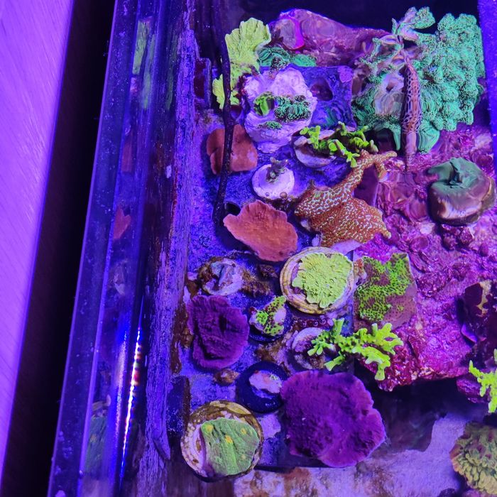 Sarcophyton sp green