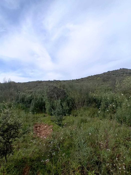 Terreno rústico com 1 Ha