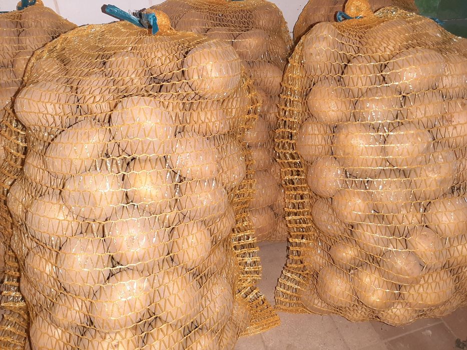 Ziemniaki odm. Impresja Owacja Gwiazda