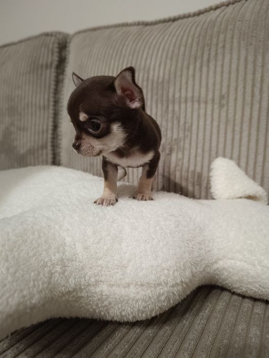 Chihuahua suczka szczeniaczek