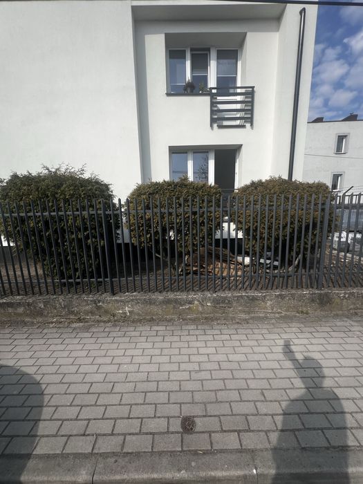 Krzew do ogrodu 230cm