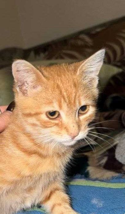 котики в люблячі руки