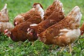 Яйце Інкубаційне Тетра Н