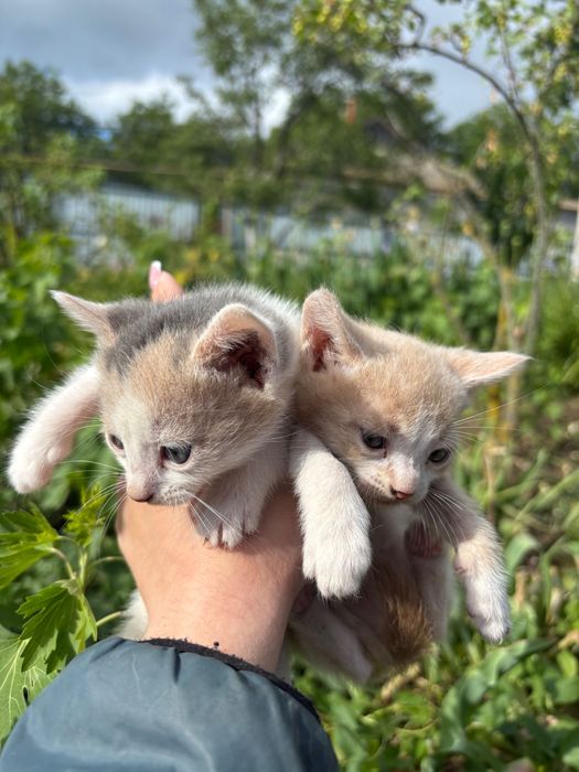 Віддам у добрі руки чарівних кошенят