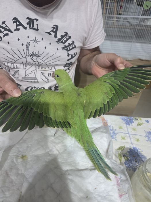 Ring neck para criar a mão sexados