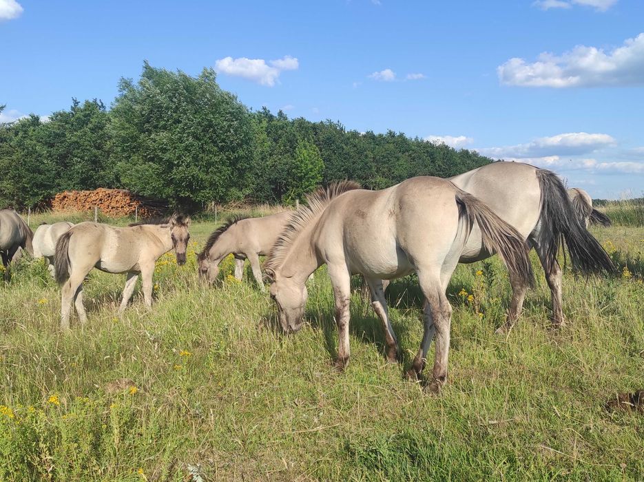 Klaczki konik polski