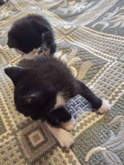 Кошенята, котики, киця