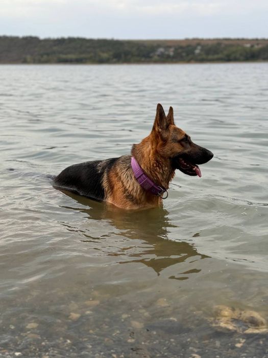 Бронювання цуценят німецької вівчарки.