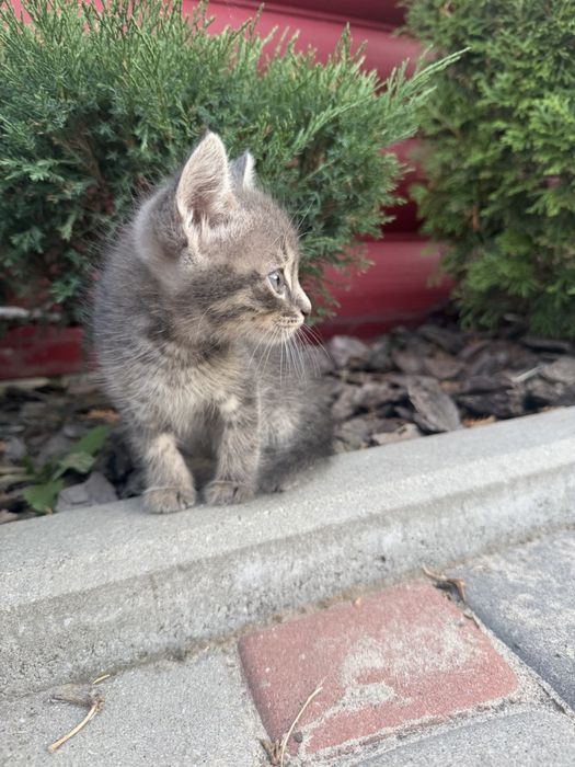 Відам кошенят в добрі руки