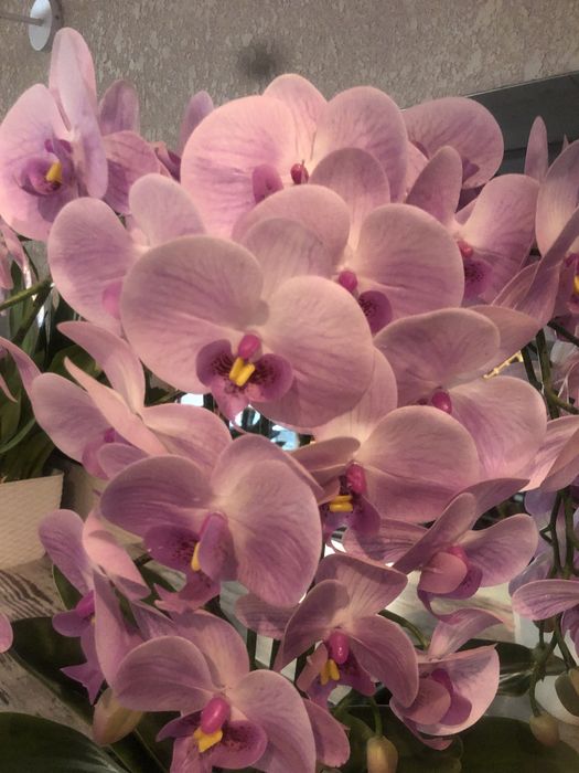 Орхідея латексна в горщику