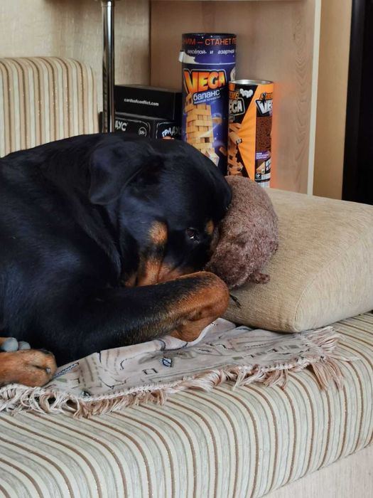 Ротвейлер Вязка предлогаем жениха