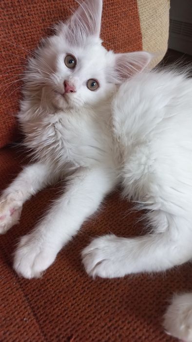 Kocurek Maine Coon