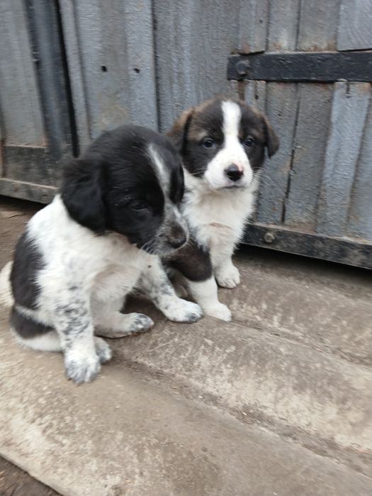 Собаки, цуценята, щенята