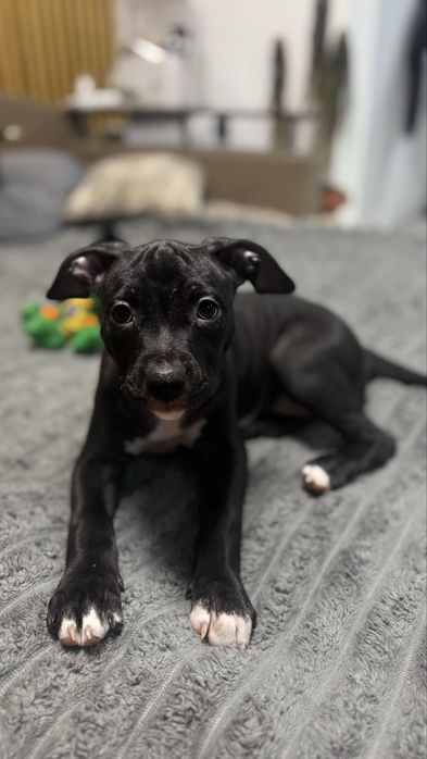 Щенки Американский Стаффорширский Терьер