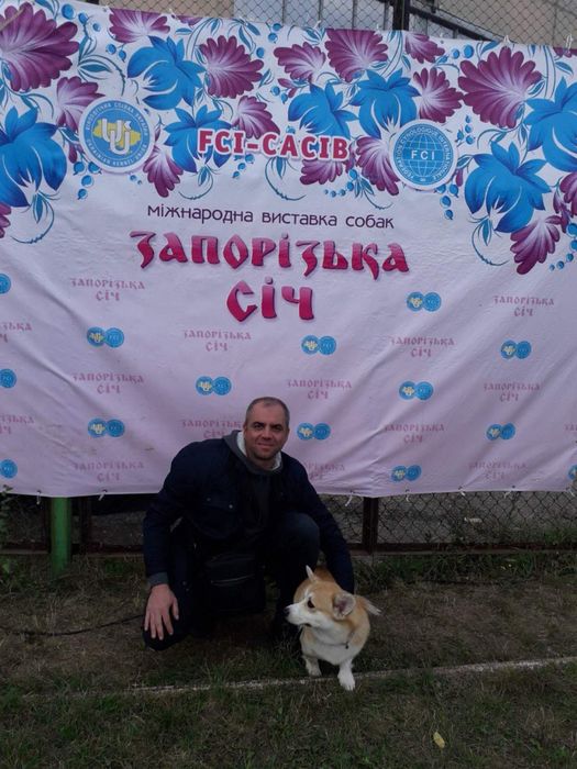 Вязка вельш коргі пемброк