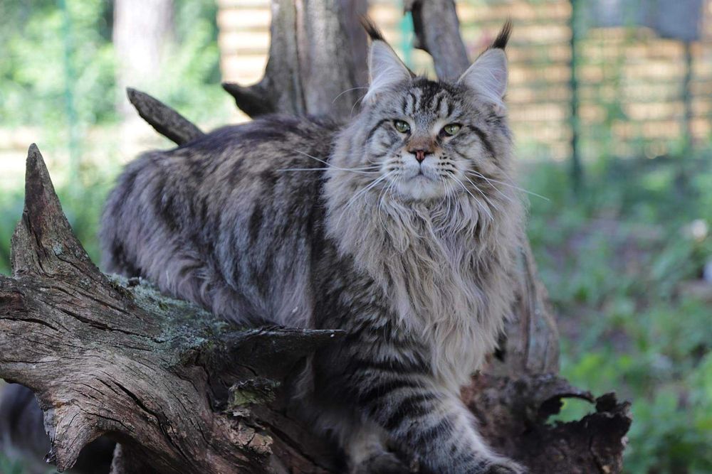 Ексклюзивні кошенята породи Мейн-кун. Купити!