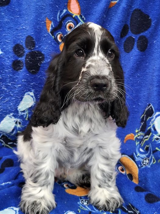 Szczenię cocker spaniel ang.