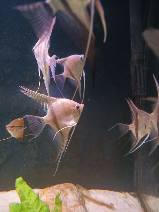 Pterophyllum  manacapuru skalar