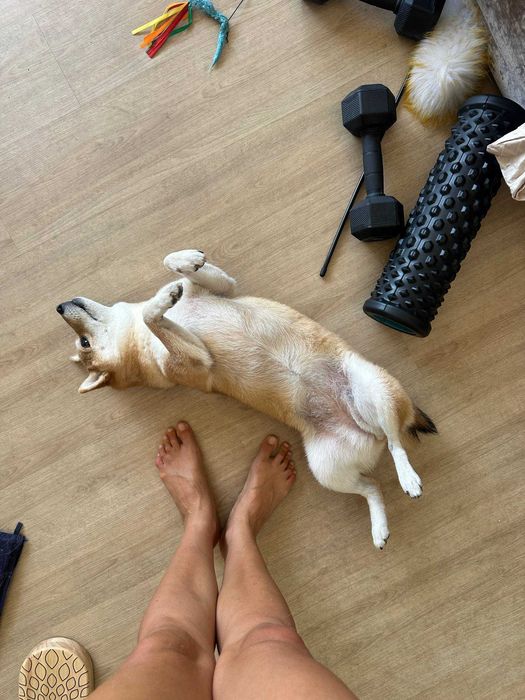 Serviços de Pet Sitting