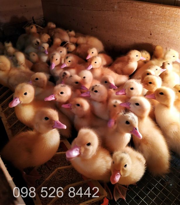 Курчата, несучки, бройлери, Індики Біг 6