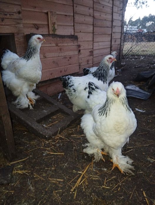 Jajka lęgowe Brahma gronostajowa