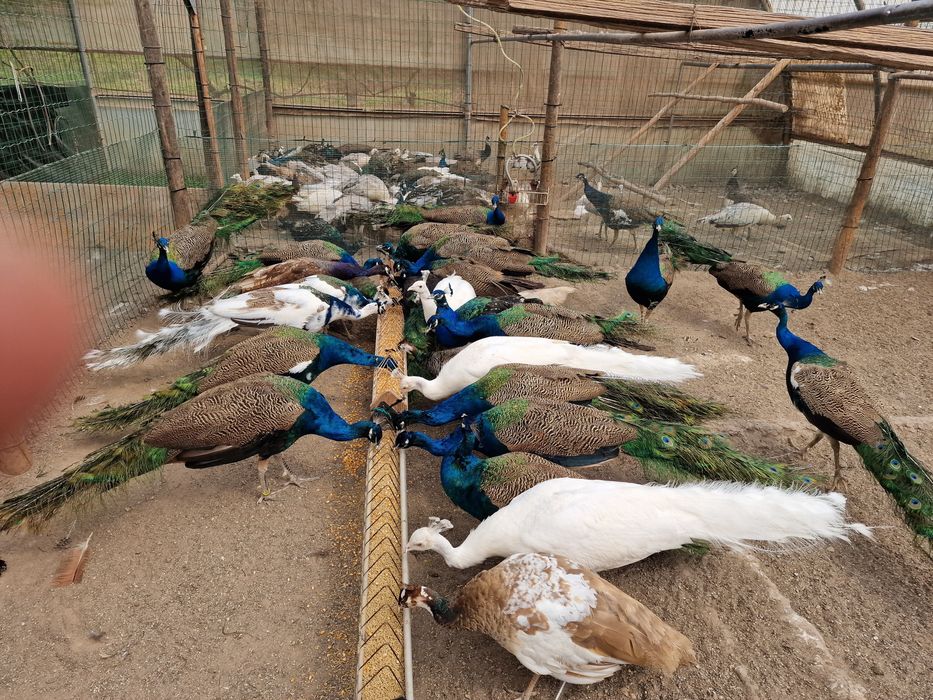 Pavões de 2022 e adultos