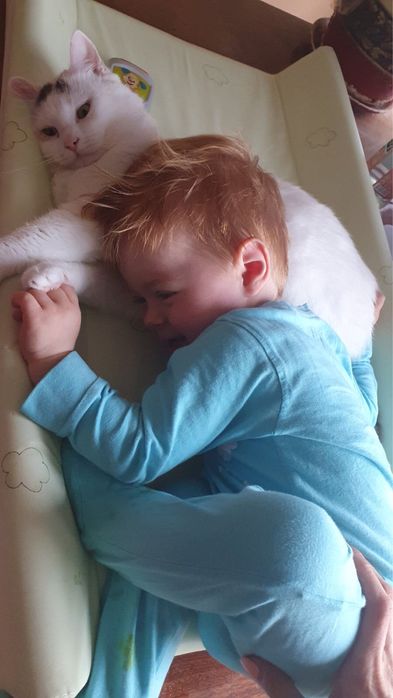 Пристраиваем в добрые руки