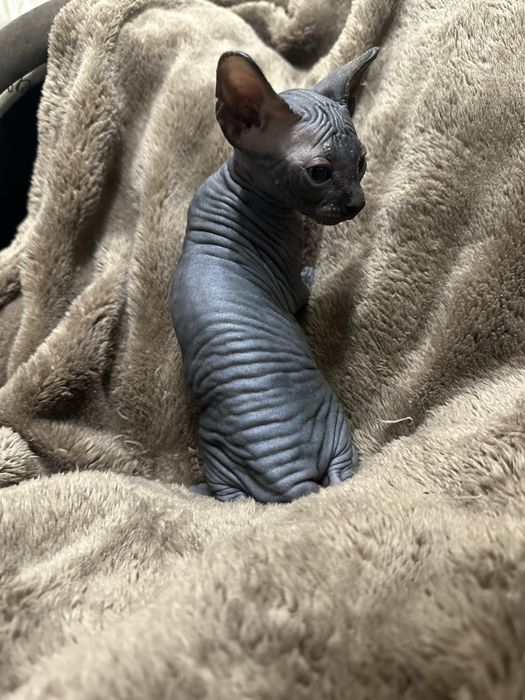 Котик канадський сфінкс