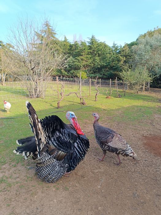Perú Criado no Campo