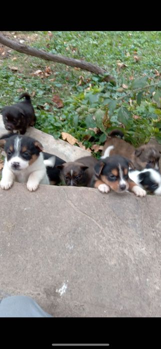 Цуцики німецької Овчарки безкоштовно