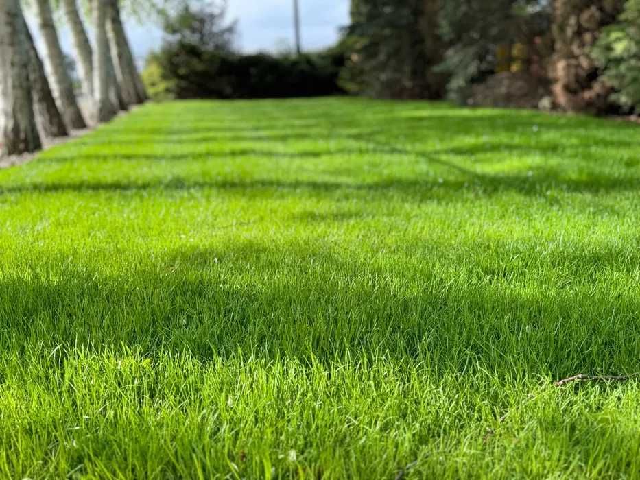 Trawa z rolki od producenta