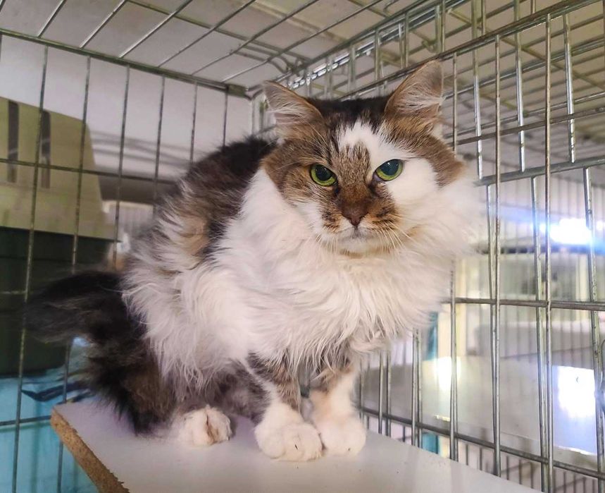 Ніжна пухнаста красуня-кішка Джуля з чарівними очима 3 р кошка кішечка