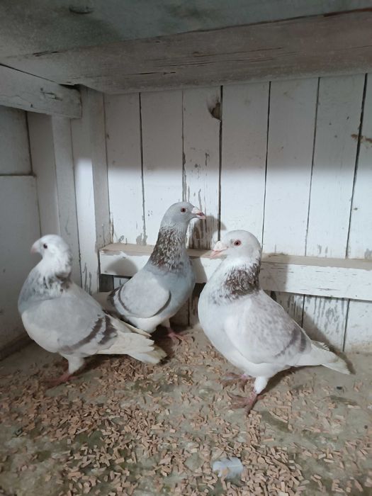 Sprzedam gołębie staropolskie