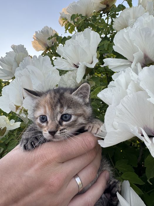 Киця шукає сім’ю