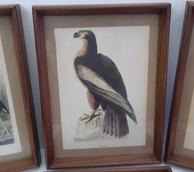 Retro Vintage Antigo 4 Quadros Molduras Madeira Lindas Gravuras Aves