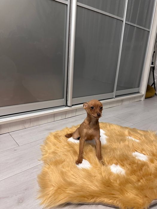 Цуценята той терьера торг