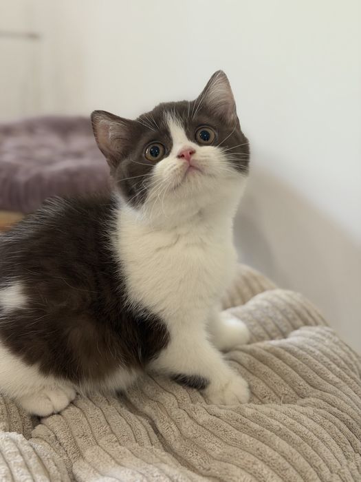 Fêmea British Shorthair com LOP