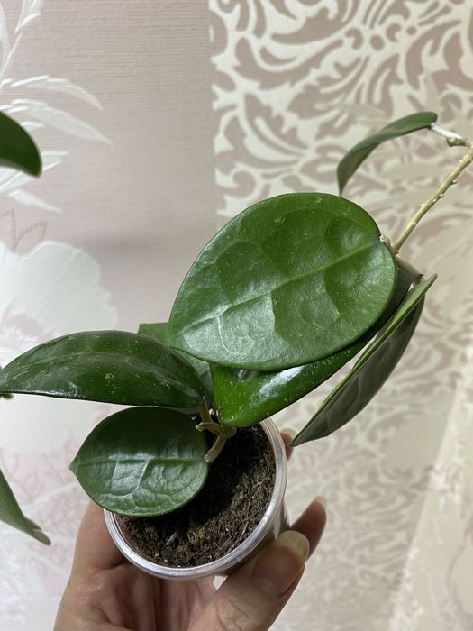 Хойї підрощені сорта різні