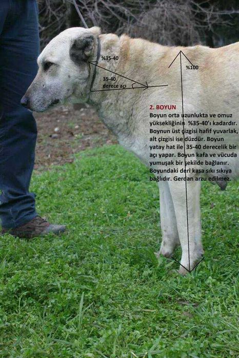 Kangal Turecki Pies Pasterski