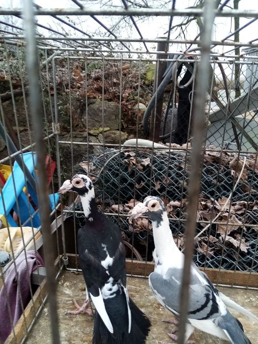 Gołębie ozdobne karier