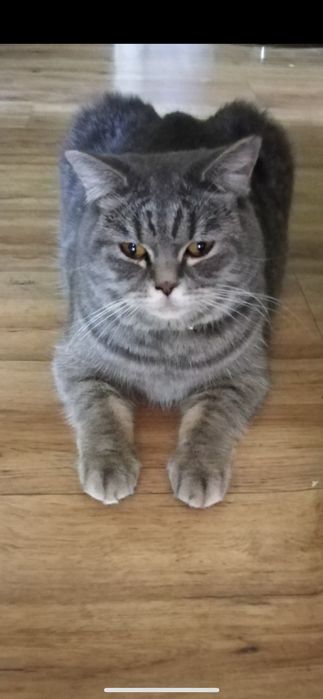 Помогите найти!! Пропала кошка!