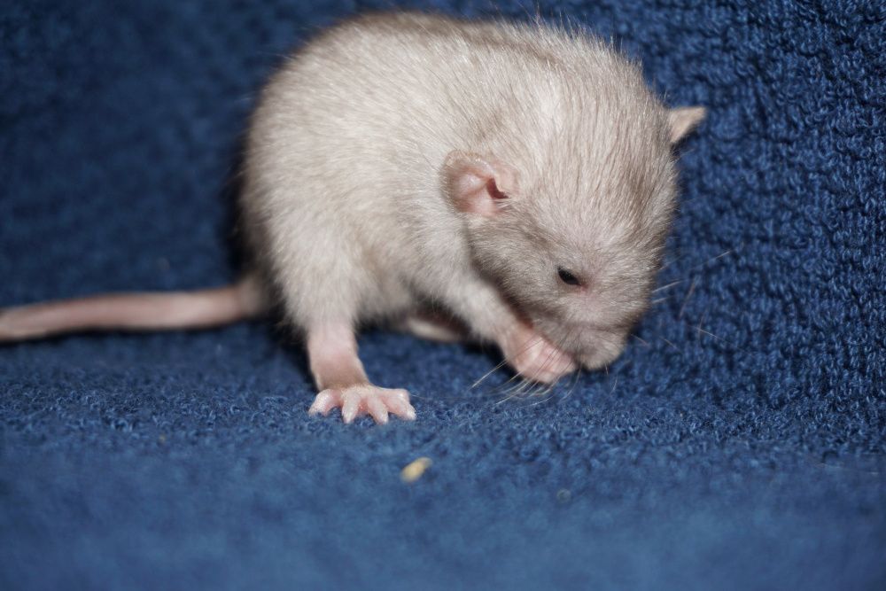 Szczur, szczury, szczurki devil, dumbo, syjamskie, rex